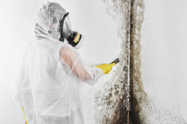 Best Emergency Mold Remediation in Fletcher, OK