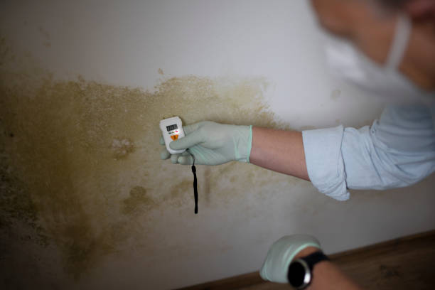 Best HVAC Mold Remediation in Fletcher, OK
